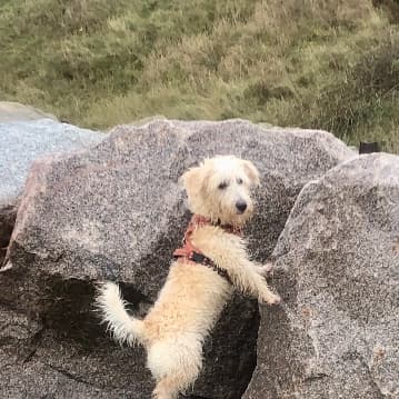 Jasper, Our Little Rascal
